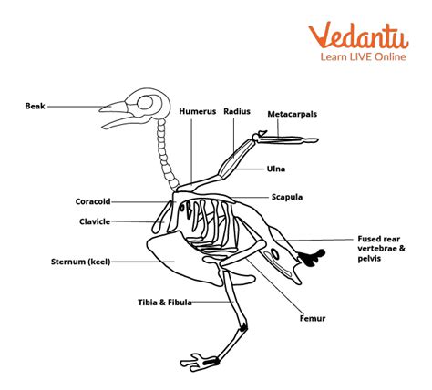 Bird Skeleton Learn Important Terms And Concepts