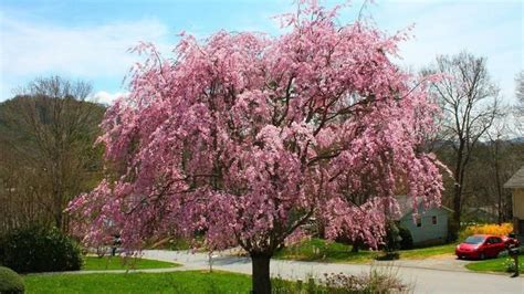 Double Pink Weeping Cherry Plants Landscape Trees And Shrubs