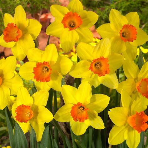 Daffodil Red Devon Mirror Garden Offers