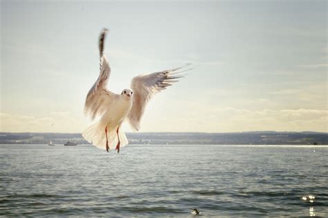 Free Images Sea Wing Pelican Seabird Flying Seagull Gull