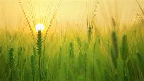 Desktop Wallpaper Barley Wheat Field Grass Threads Sunrise 4k Hd