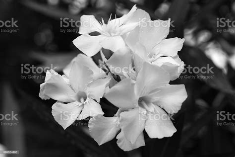 White Oleander Stock Photo Download Image Now Abstract Awe