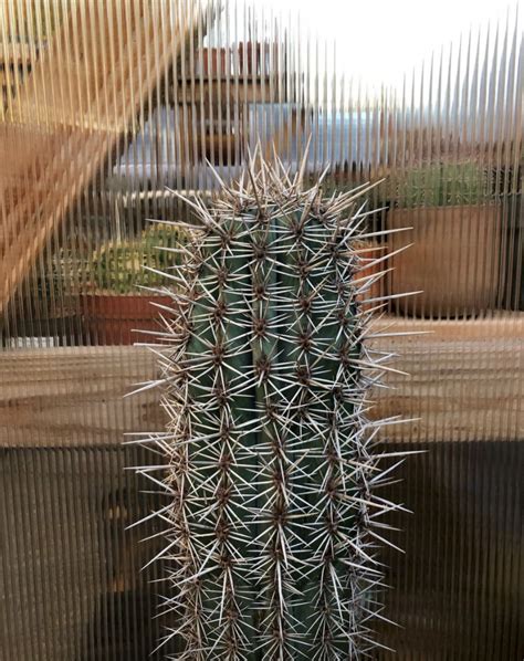 Pachycereus Pringlei Mexican Giant Cardon Cactus Seeds Cactus
