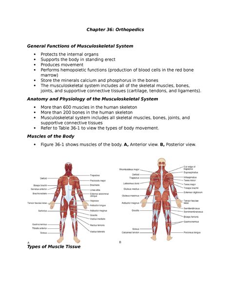 Chapter 36 Orthopedics Chapter 36 Orthopedics General Functions Of