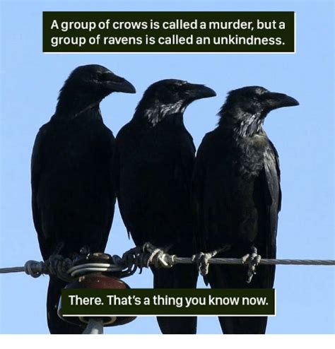 what do you call a group of ravens