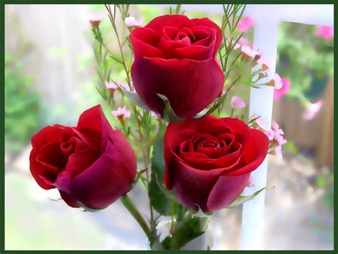 Beautiful Flowers Images Download Rose Flowers Beautiful Wallpapers Desktop Roses Flower
