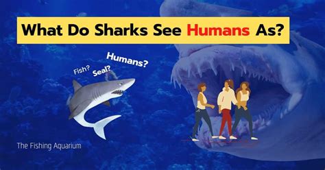 What Do Sharks See Humans As Our 5 Things Attracts Them