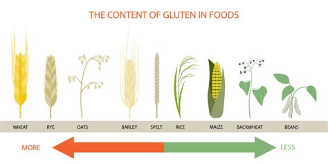 What's a Gluten-Free Diet and Who Needs It? - Calorie Care