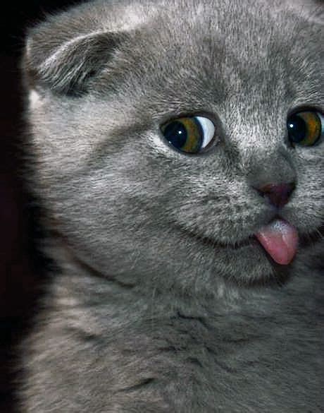 Adorable Grey Kitten Sticking Its Tongue Out Purrr ωbitly