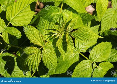 Nuove Foglie Del Lampone Della Primavera Fotografia Stock Immagine Di