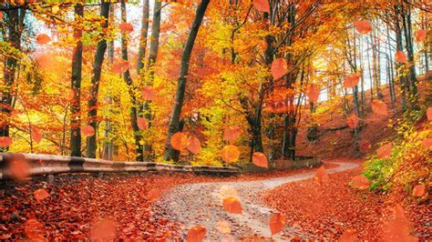 Road Between Yellow Red Autumn Fall Trees Fallen Leaves Hd Fall