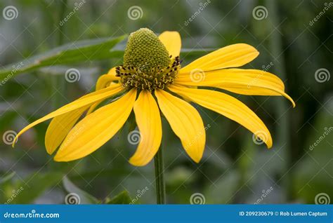 Pinnate Prairie Coneflower Ratibida Pinnata Yellow Flower With High