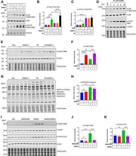 Ogt Inhibition Induces Phosphorylation Of P38 And Activates Its