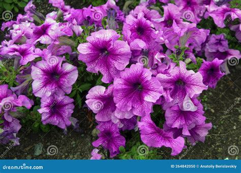 Colorful Petunia Flowers Close Up Petunia Plant With Purple Flowers