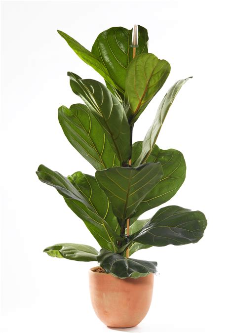 Below are 44 best pictures collection of big leaf house plants photo in high resolution. The Best Indoor House Plants and How to Buy Them Photos ...