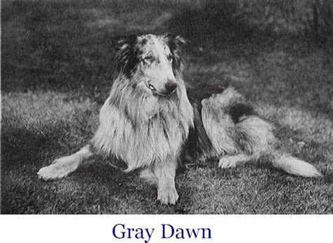 Sunnybank Gray Dawn Collie Dogs Collie Dog