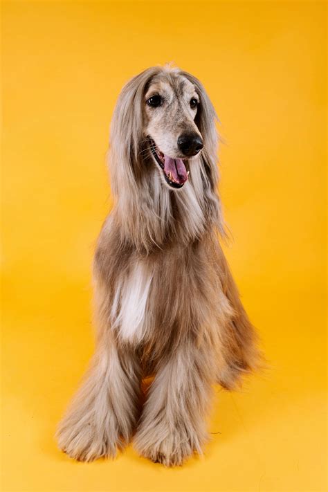 Download Our Furry Friend Wallpaper | Wallpapers.com