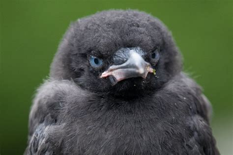 Crow Baby Baby Animals Pictures Baby Crows Black Bird