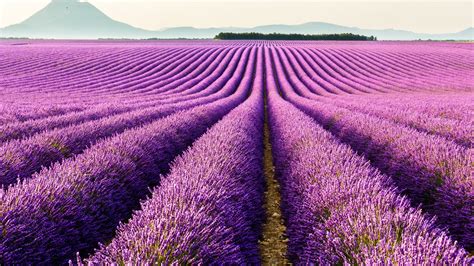 Download Wallpaper 1920x1080 Valensole Provence France Purple