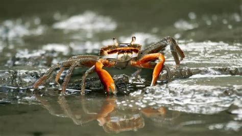 Your Best Guide To Freshwater Fiddler Crab Care Aquaponics Advisor