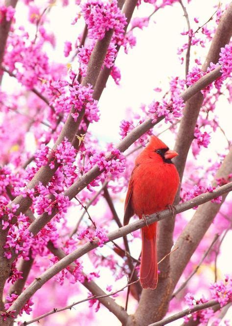 10 Beautiful And Bright Red Birds By Amanda Goheen Okay Ideas Red