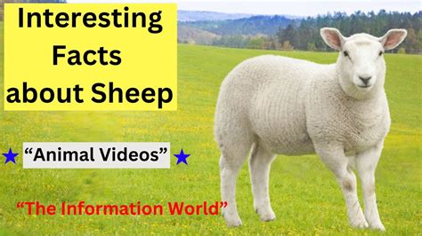 Interesting Facts About Sheep Facts About Sheep Sheep Facts Kids