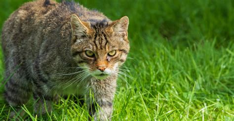 This programme is only watched by a handful of people; Las 3 razas de gato más solitarias - Yo amo a las mascotas