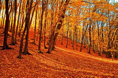autumn-forest-wallpaper-mural-hovia-forest-wallpaper,-autumn-forest