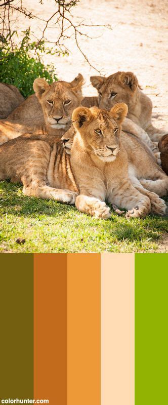 Safari 3181 Color Palette Safari Theme Nursery Safari Design Safari