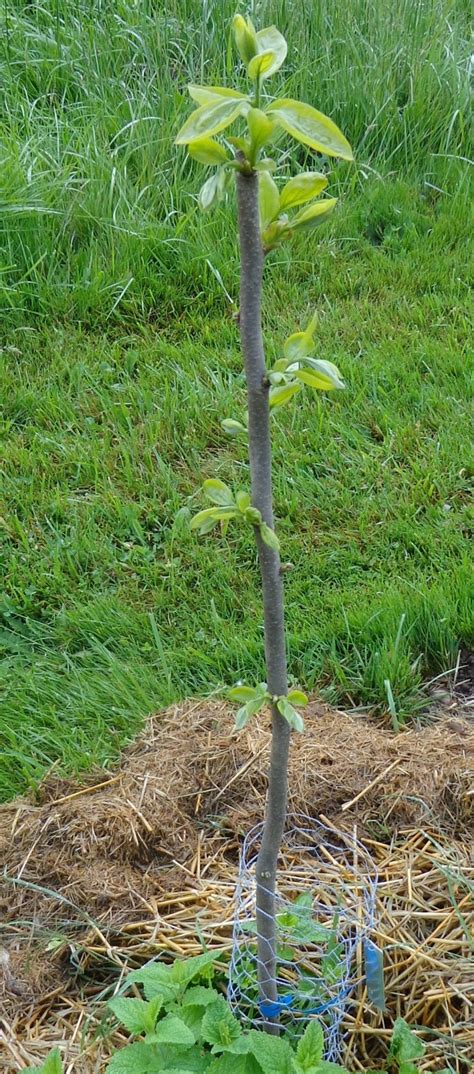 Learn all about planning, planting, and caring for small fruits and berries in the pacific northwest in this blog post. Growing Greener in the Pacific Northwest: Fruit Trees ...