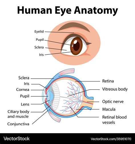 Diagram Of Human Eye With Labelling