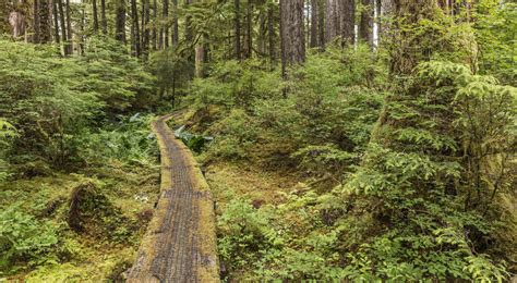 Conservation In Americas Tongass Temperate Rainforest Tongass