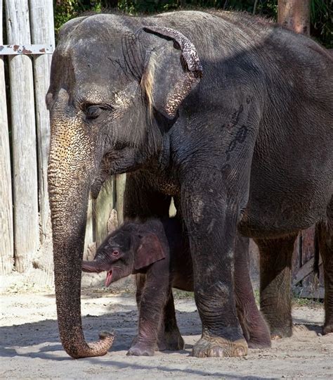 Fort Worth Zoo Celebrates Asian Elephant Birth Zooborns