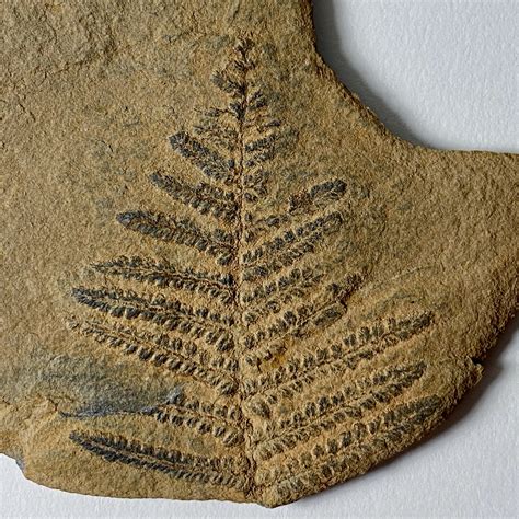 Pecopteris And Lepidodendron Leaf Fossils Of Parks Township