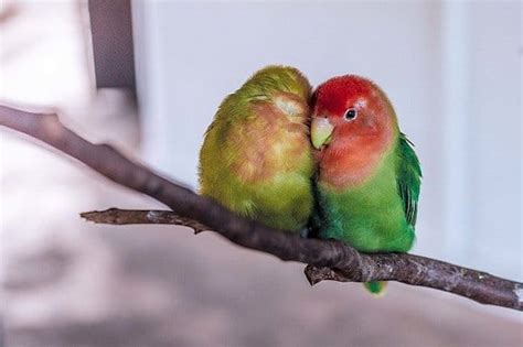 6 Best Pet Birds For Beginners Finding The Right Friend