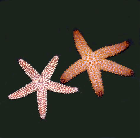 Reef Safehardy Starfish Reef Central Online Community Starfish