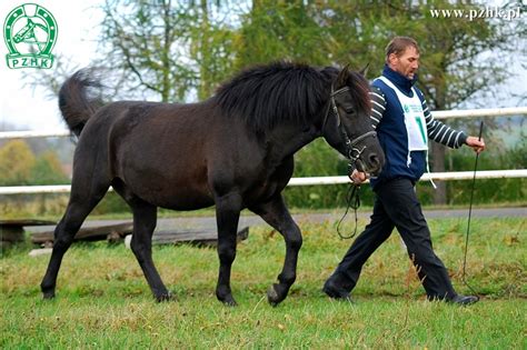 hucul stallion selection polish horse breeders association
