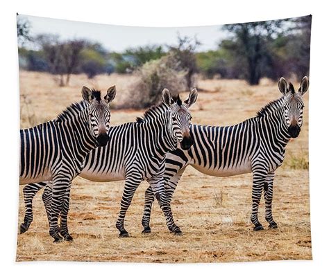 Three Mountain Zebras Namibia Tapestry By Lyl Dil Creations Mountain