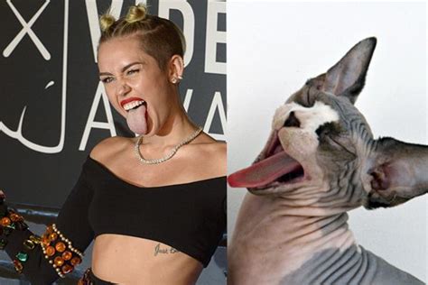 10 Cats That Look Just Like Miley Cyrus Miley Miley Cyrus Cats