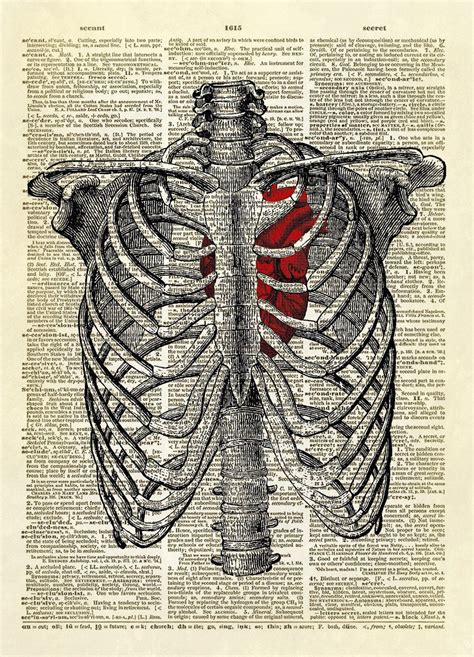Human Rib Cage With Heart Dictionary Art Print Human Rib Cage Human Body Antique Illustration