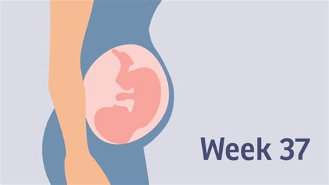 Pregnancy At Week Pregnancy Birth And Baby