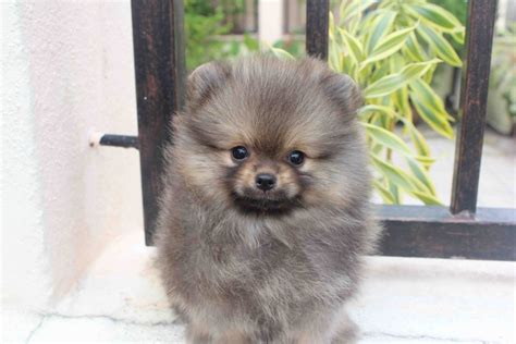 Lovelypuppy Wolfsable Color Pomeranian Puppy