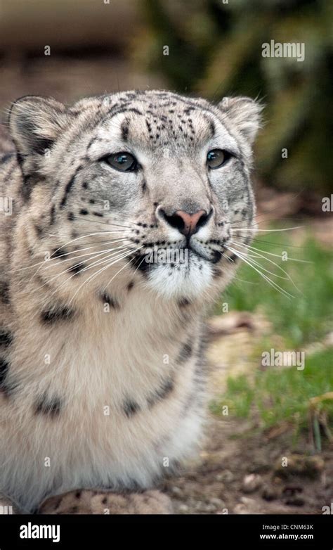 Young Female Snow Leopard Stock Photo Alamy