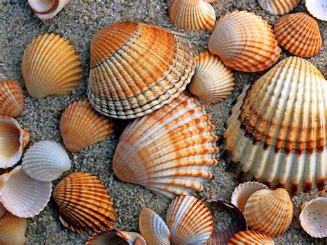 Immobilien an der ostsee werden immer teurer. Die Ausstattung - Unsere Ferienwohnung in Grzybowo an der ...