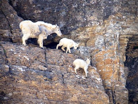 Incredible Mountain Goats Climbing Mountains