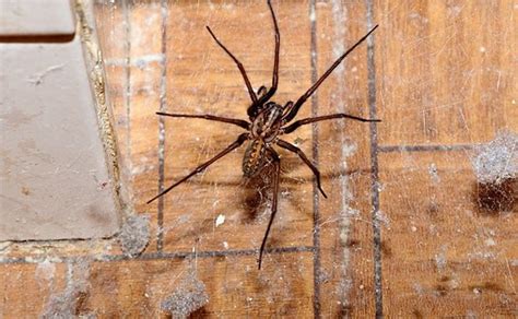 Tips To Help Remove And Prevent A Spider Infestation In Your Home