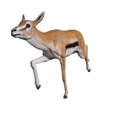Gazelle Animal Isolated 29200459 Png
