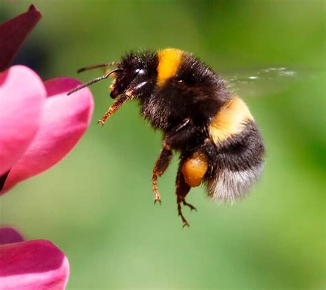 Bumblebees—those fat, fuzzy fliers—are fascinating creatures. Bumble Bee Control Toronto Affordable Bumble Bee ...