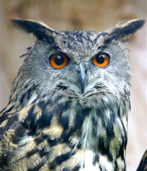 Eurasian Eagle Owl New Forest Wildlife Park