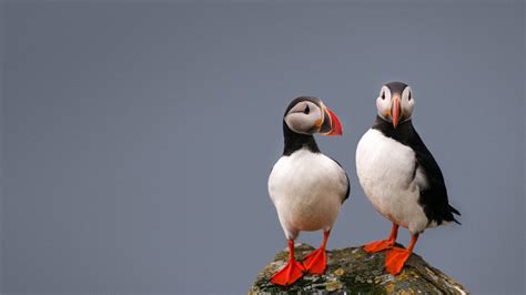 Puffin Rock Bing Wallpaper Download